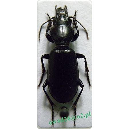 Broscus cephalotes (Linnaeus, 1758) Żuchwień głowacz